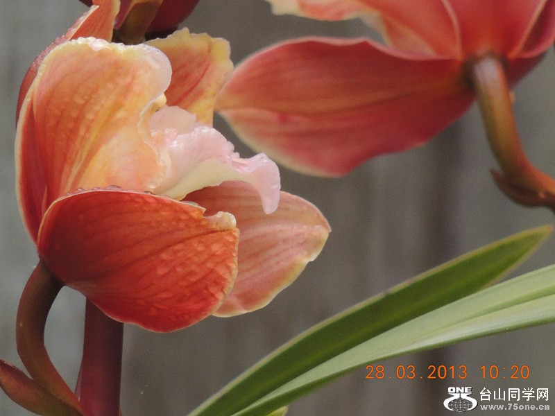 flower 2065_.jpg