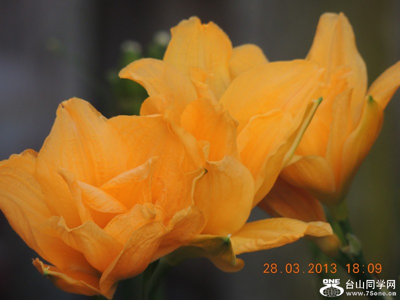 flower 2084_.jpg