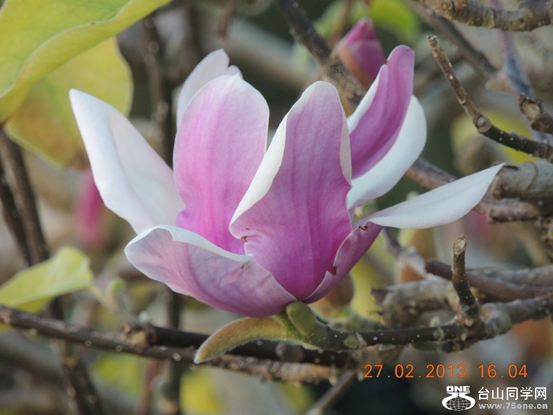 flower 658_.jpg