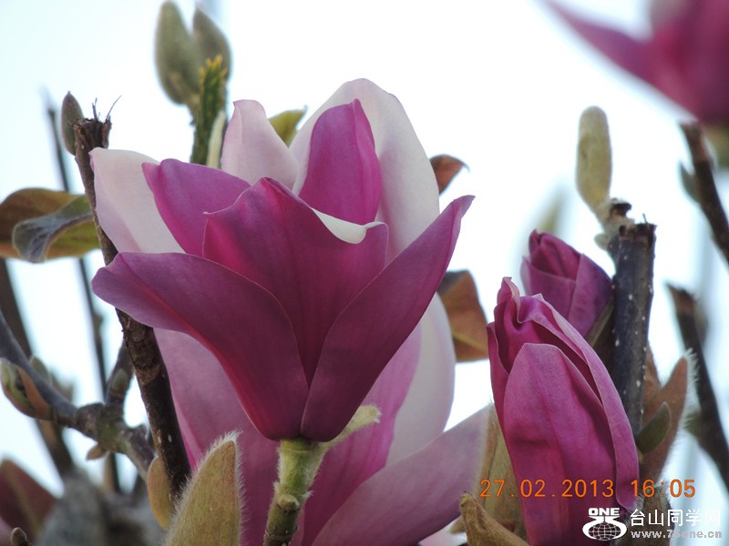 flower 662_.jpg