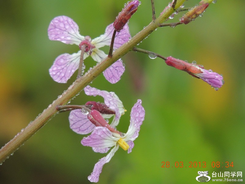 flower 2043_.jpg