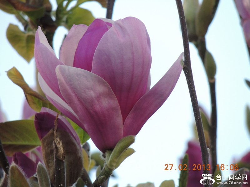 flower 666_.jpg