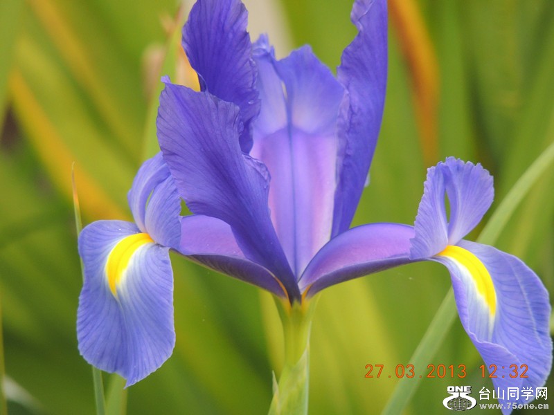 flower 1998_.jpg