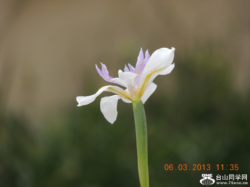flower 929_.jpg