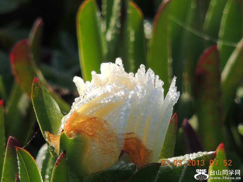 flower 1025_.jpg