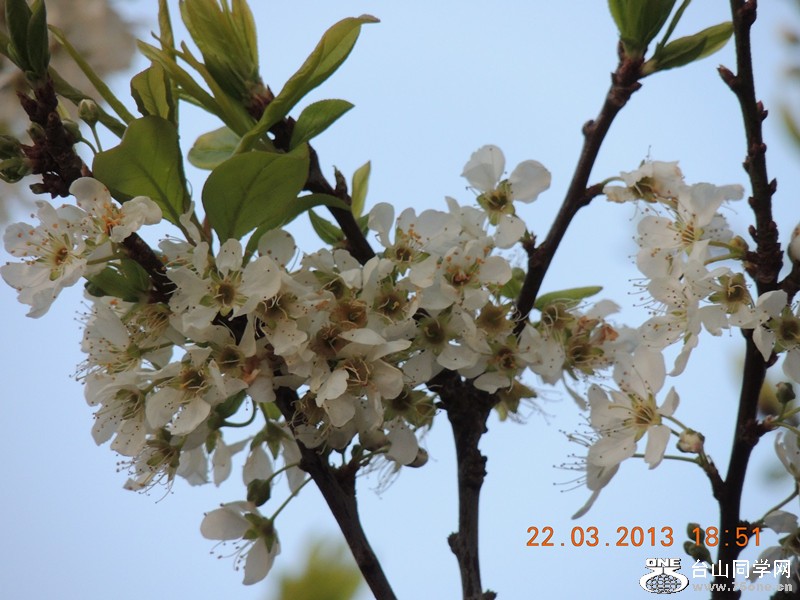 flower 1685_.jpg