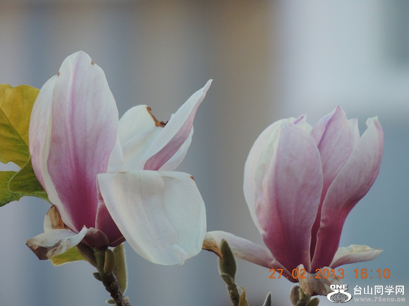 flower 678_.jpg