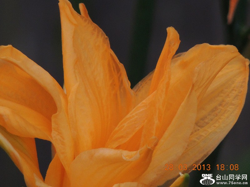 flower 2079_.jpg