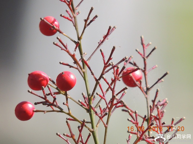 flower 1371_.jpg