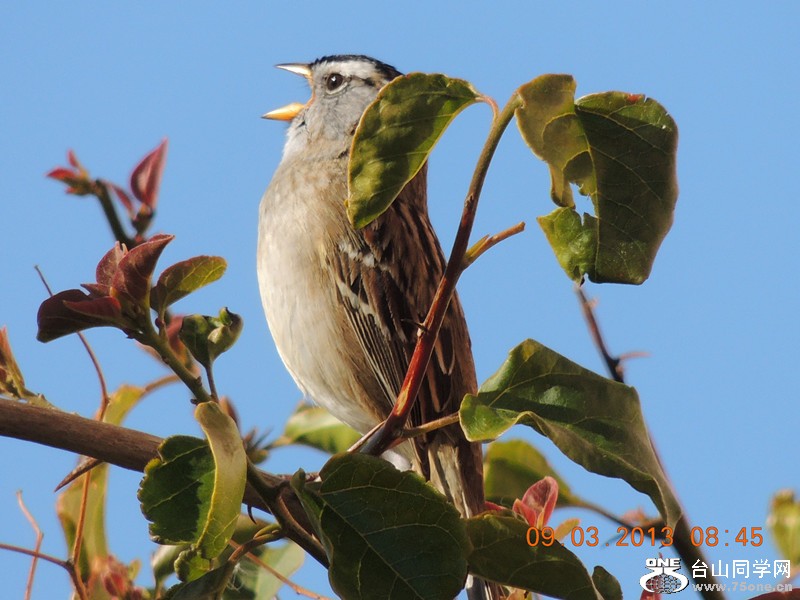 bird 1428_.jpg