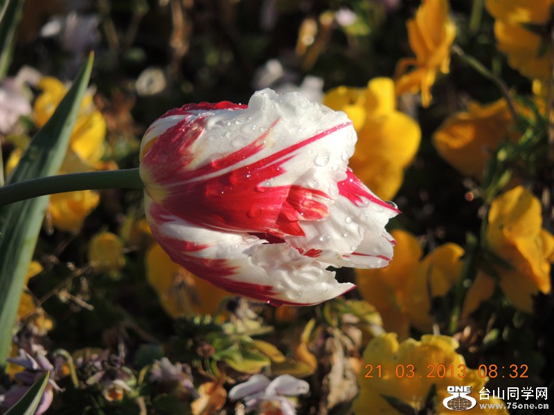 flower 1484_.jpg