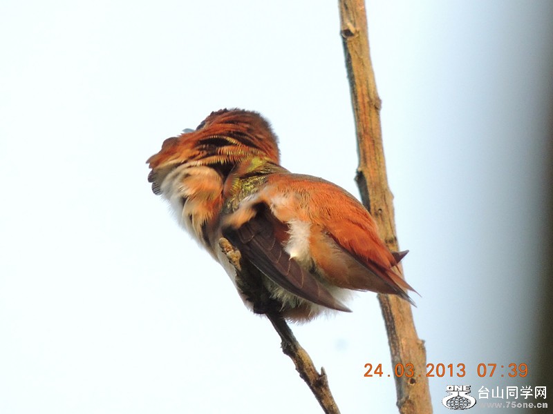 bird 1836_.jpg