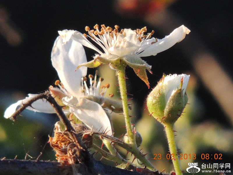 flower 1712_.jpg