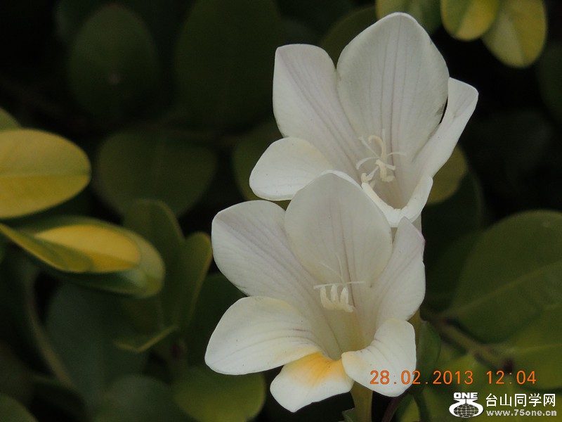 flower 734_.jpg