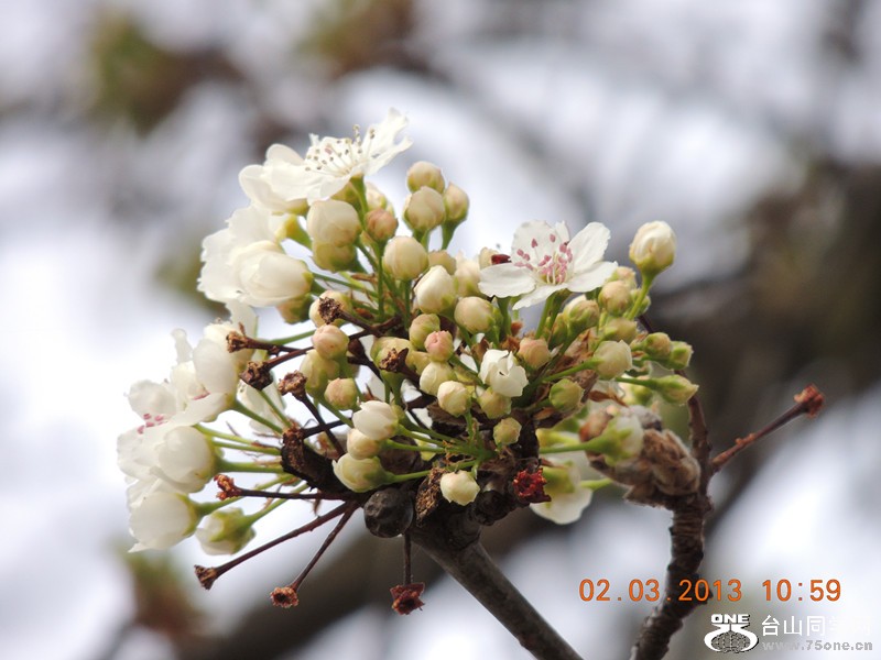 flower 775_.jpg