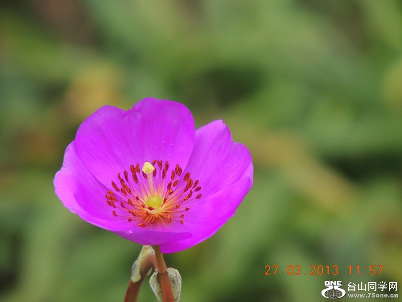 flower 1923_.jpg