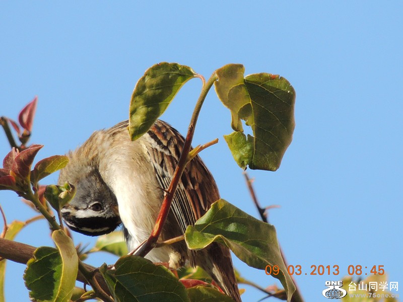 bird 1429_.jpg