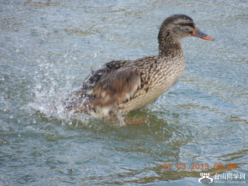 bird 1292_.jpg