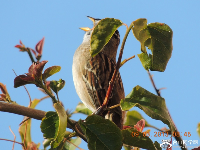bird 1432_.jpg