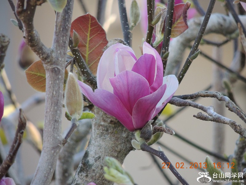 flower 681_.jpg