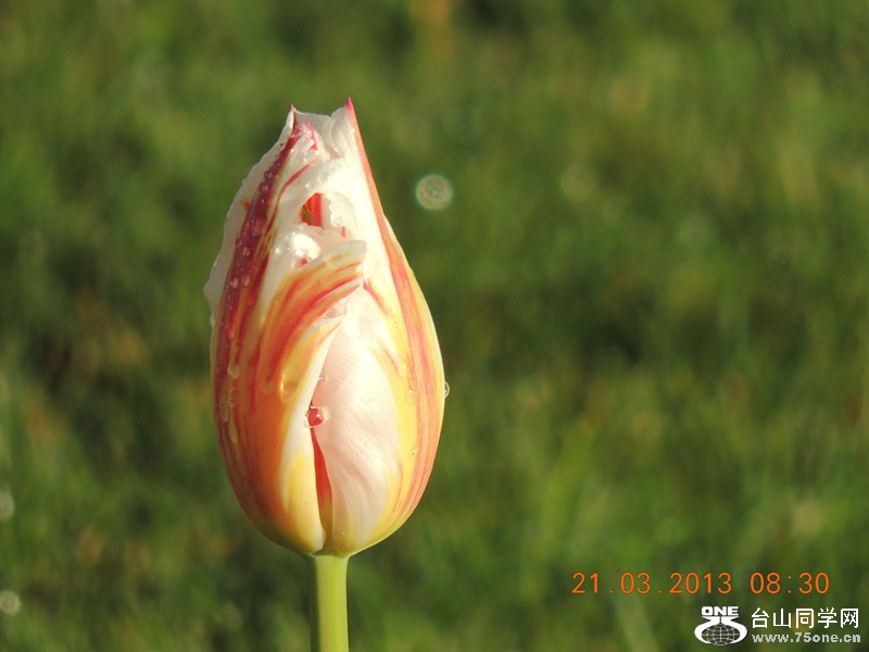 flower 1476_.jpg
