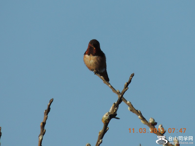 bird 1496_.jpg