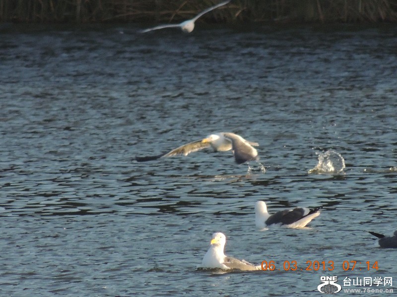 bird 1364_.jpg