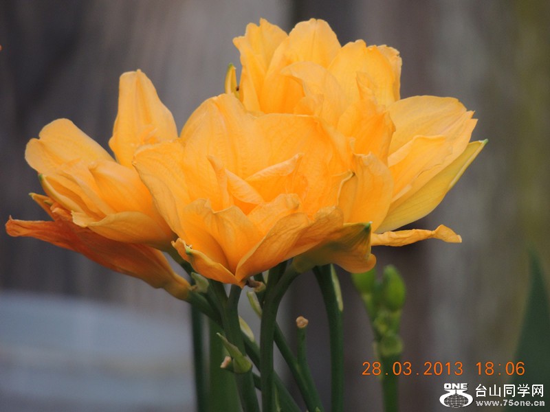 flower 2074_.jpg