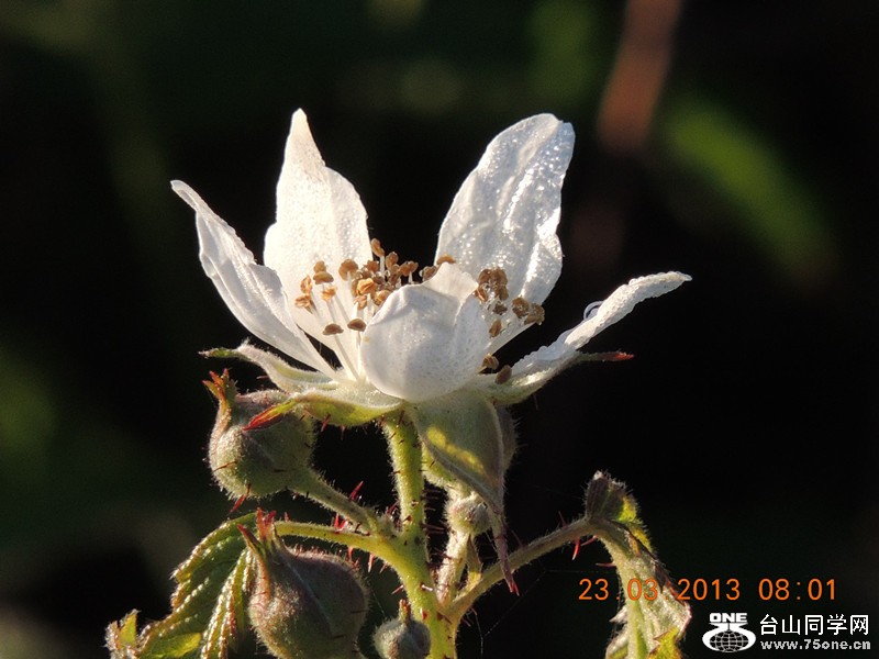 flower 1710_.jpg