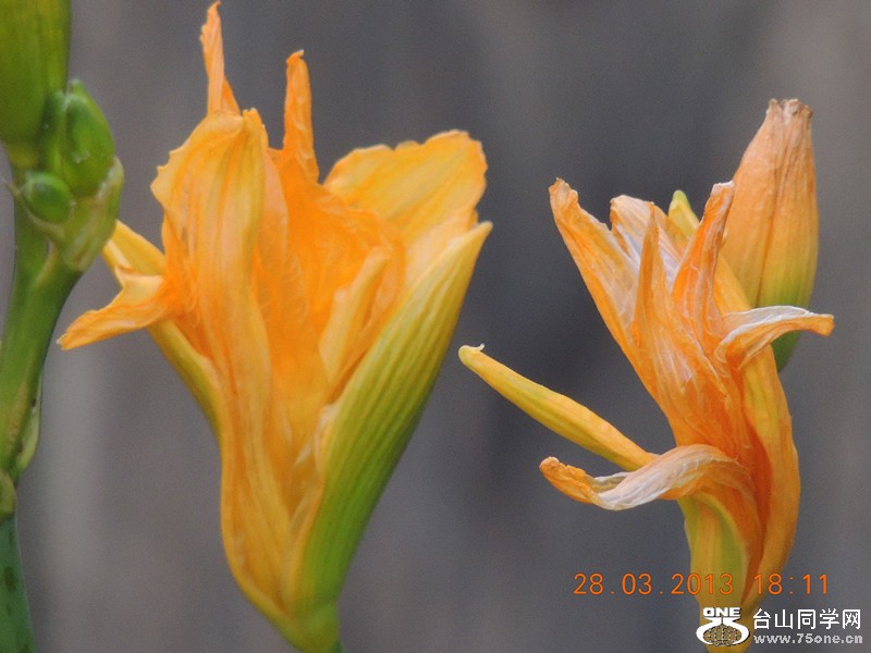 flower 2086_.jpg