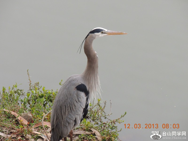 bird 1513_.jpg