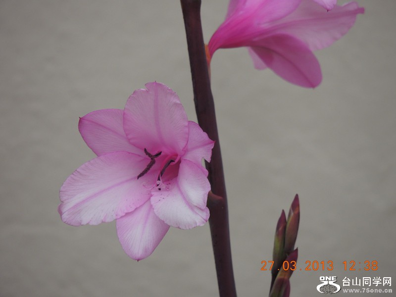 flower 2020_.jpg