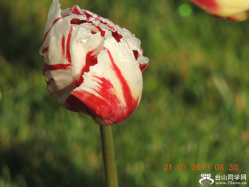 flower 1472_.jpg