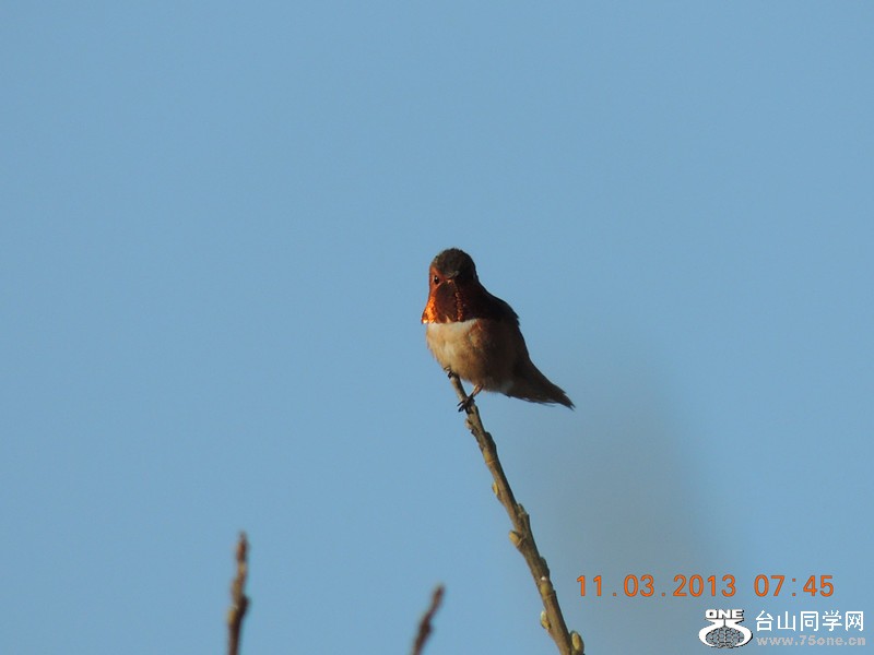 bird 1479_.jpg