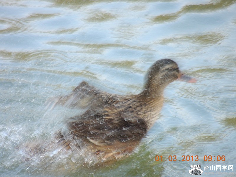 bird 1291_.jpg