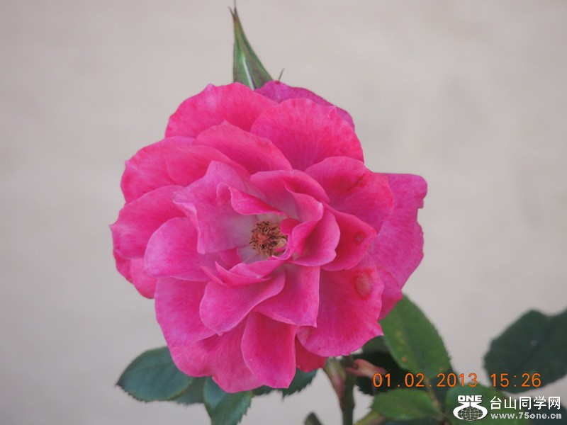 flower 233_.jpg