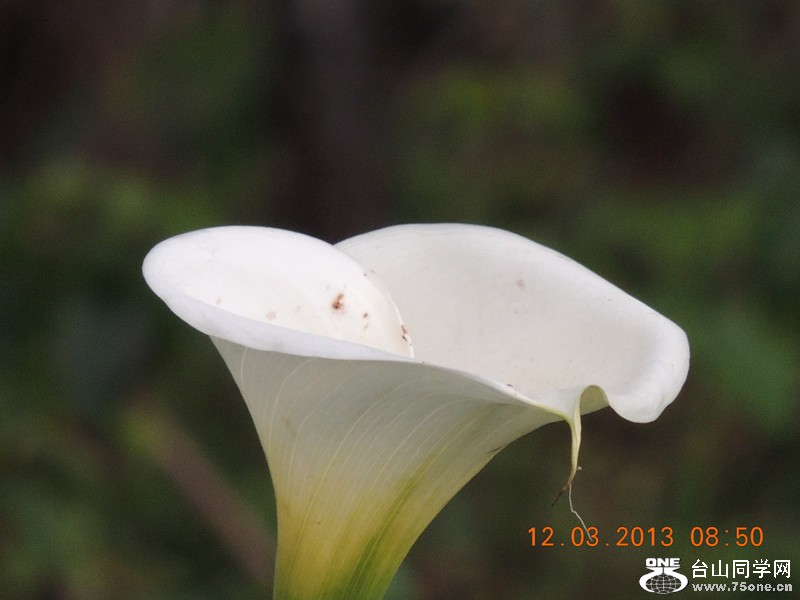 flower 1136_.jpg