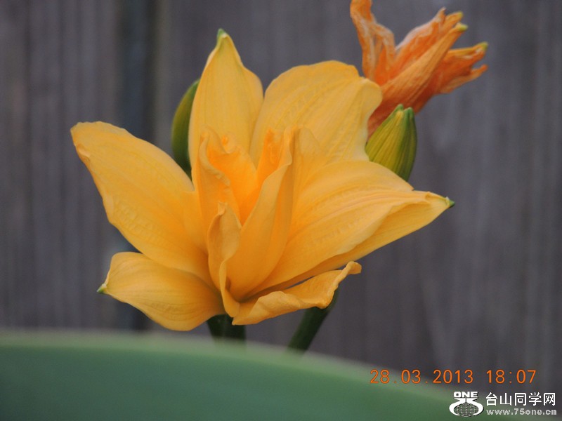 flower 2075_.jpg