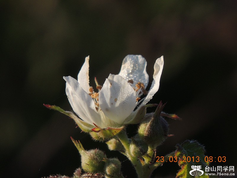 flower 1718_.jpg