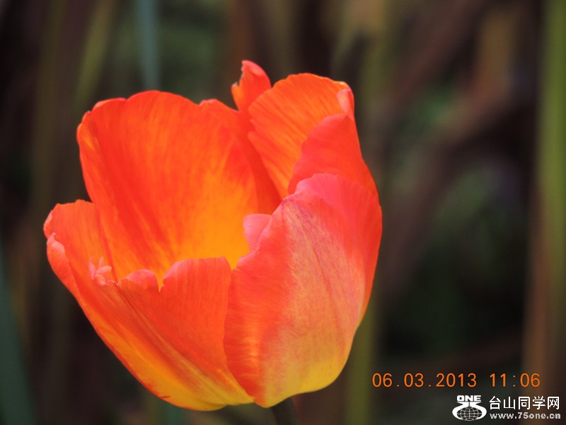 flower 905_.jpg