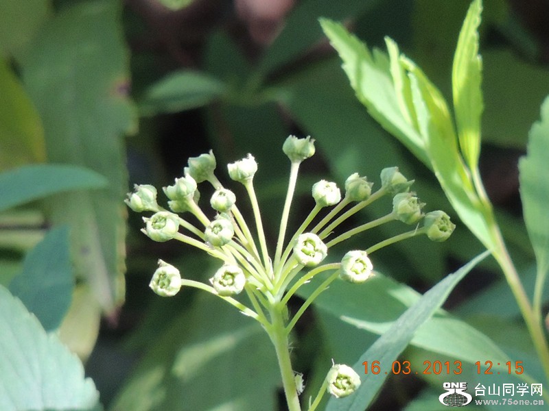 flower 1385_.jpg