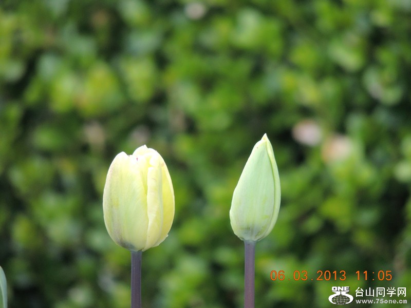 flower 899_.jpg