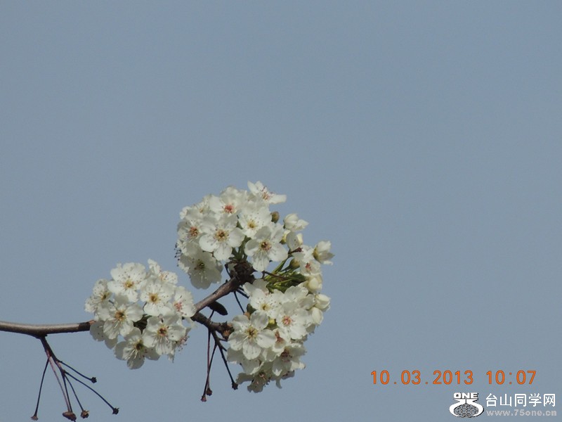 flower 1050_.jpg