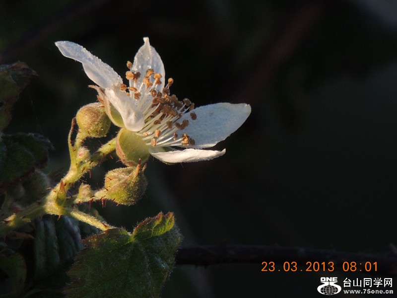 flower 1709_.jpg