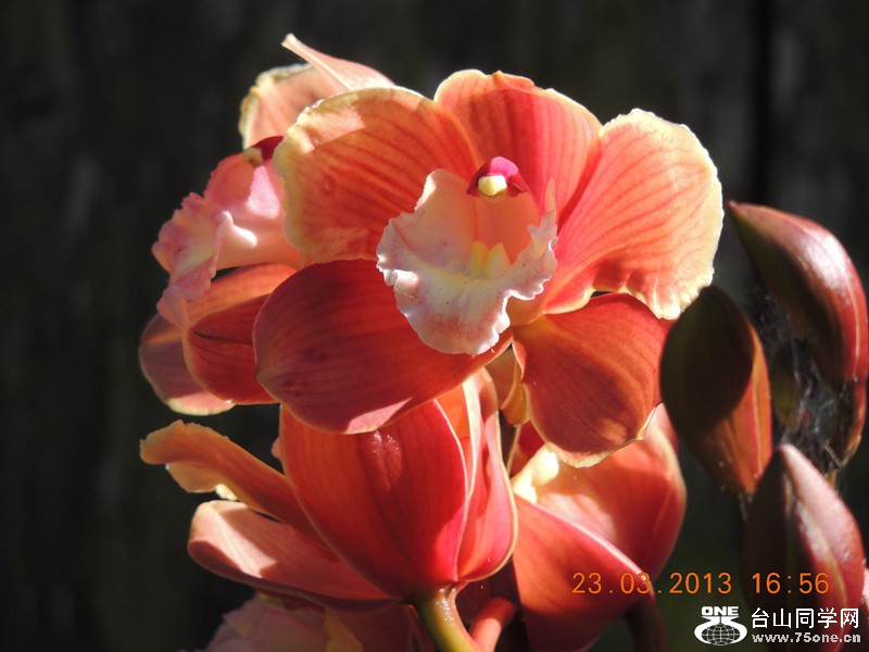 flower 1753_.jpg