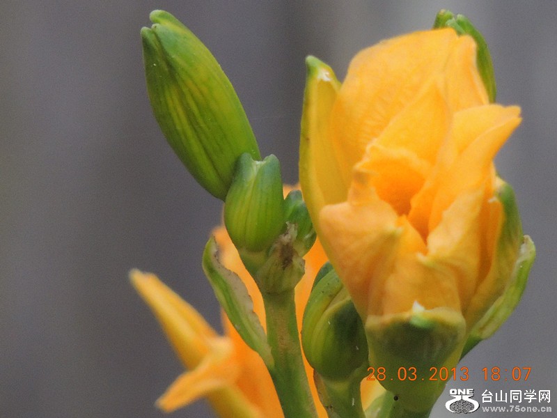 flower 2078_.jpg