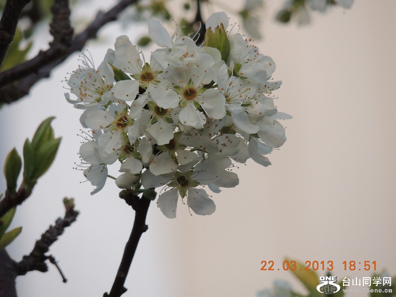flower 1686_.jpg
