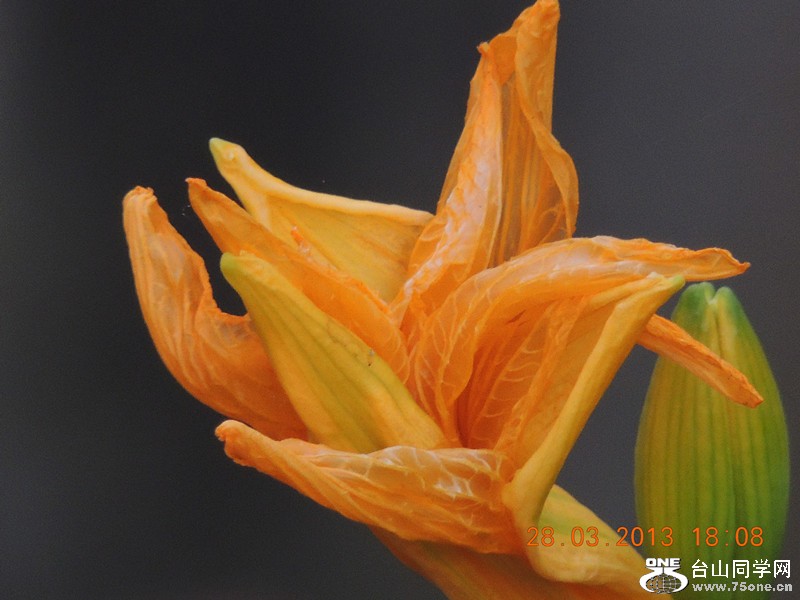 flower 2081_.jpg