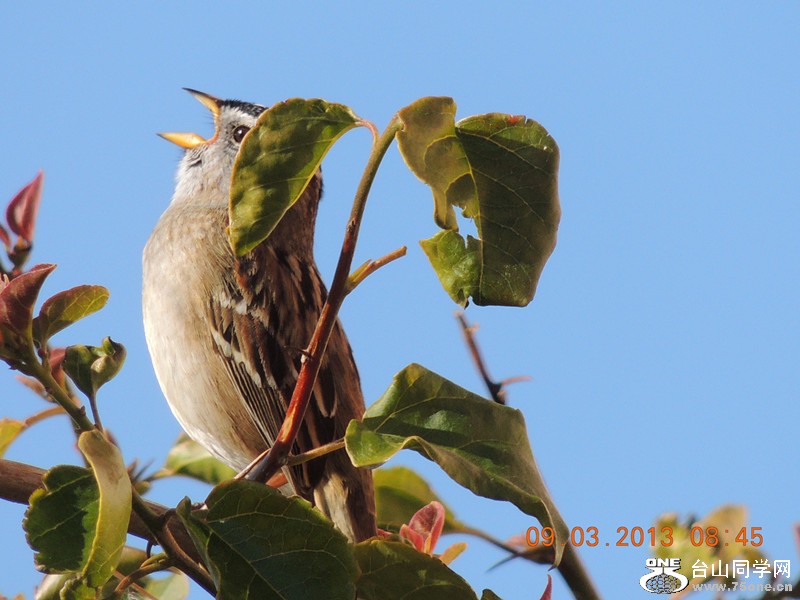 bird 1431_.jpg