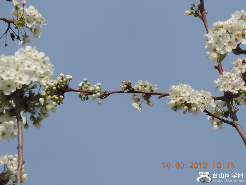 flower 1072_.jpg